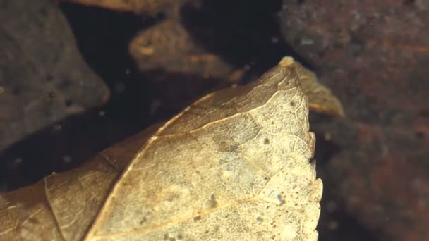 Rotten Brun Löv Botten Grunda Träsk Bland Flytta Snabbt Daphnia — Stockvideo