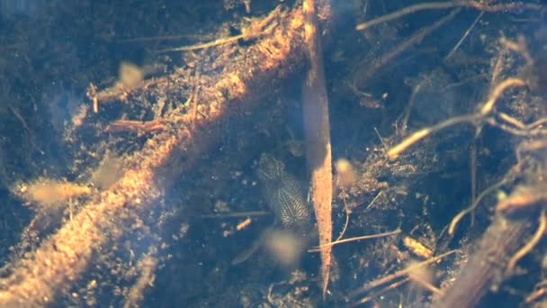 Sigara Striata Hesperocorixa Corixidae Kräftdjur Och Chironomider Skogsträsk Ruttna Blad — Stockvideo