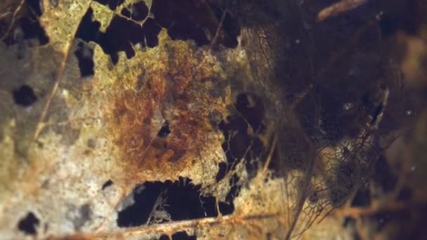 Rotten Folha Marrom Fundo Pântano Raso Entre Movendo Rápido Daphnia — Vídeo de Stock