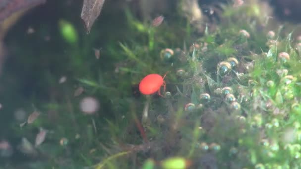 水蚤属 Hydrachna 是水蚤科 Hydrachnidae 中的螨属 是唯一的家庭属 红色在水下打勾 审视野生生物中的宏观昆虫 — 图库视频影像
