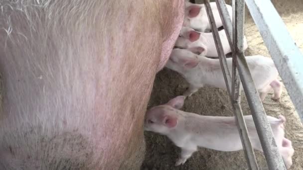 若い子豚は母親からミルクを吸う大きな豚 肉生産のための養豚場で — ストック動画