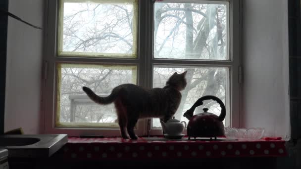 靠近老窗的窗台上有只猫在猎食冬季喂食的小鸟 — 图库视频影像