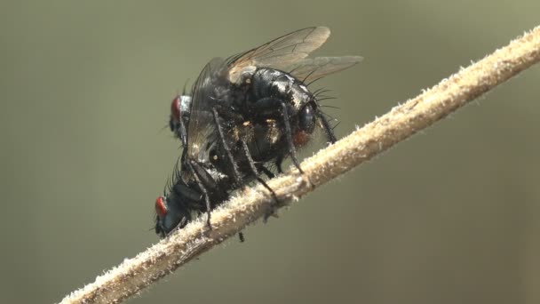 곤충과 짝짓기의 Diptera Two Tachinidae Carcelia Tachina Fly 동물에서 수있는 — 비디오