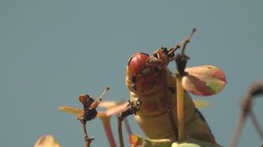 Hyles Euphorbiae 'de hareketlilik, yağlı bir tırtıl asma dalının kızıl kafası. Makro böcek görünümü