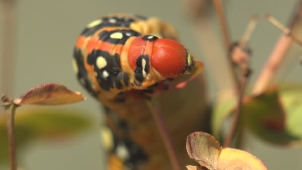 幼毛虫 一种厚重的油腻毛毛虫的红头 以绿叶为食 观赏野生生物中的宏观昆虫 — 图库视频影像