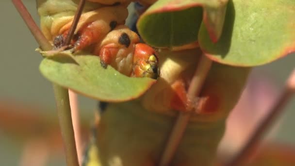 Hyles Euphorbiae Yağlı Bir Tırtılın Kırmızı Kafası Yeşil Yaprakla Besleniyor — Stok video