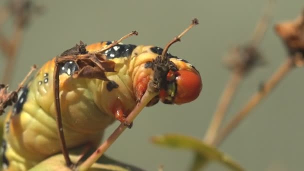 Hyles Euphorbiae Testa Rossa Grosso Bruco Grasso Ramo Appeso Nutre — Video Stock