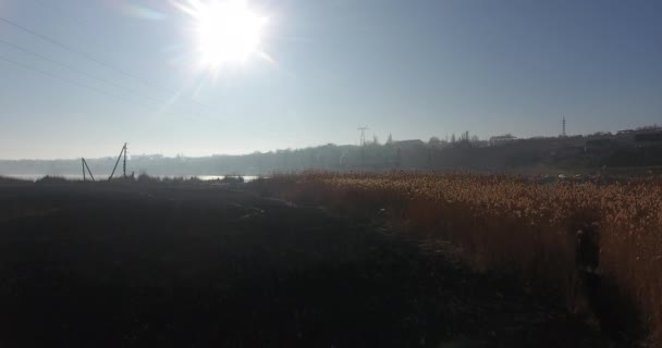 Luchtfoto Riverbank Landschap Een Grote Brand Droge Riet Verbrand Langs — Stockvideo