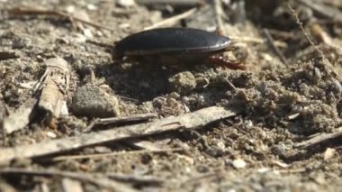 Büyük dalış böceği (Dytiscus marginalis su böcekleri) yaz nehrinin kumlu toprakları boyunca koyu renkli kamışların arasında hızla koşar. Vahşi Yaşam 'da Makro görünüm böceği