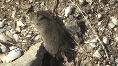 Ölü tarla faresi, kuru beyaz kum ve taşların arasında yatıyor, deliğe yakın.