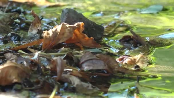 Trockenes Laub Äste Große Steine Ufer Des Schnellen Waldbaches Mit — Stockvideo