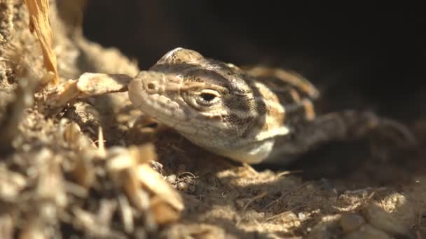 Lagarto Rayado Gris Asoma Fuera Del Agujero Día Soleado Brillante — Vídeos de Stock