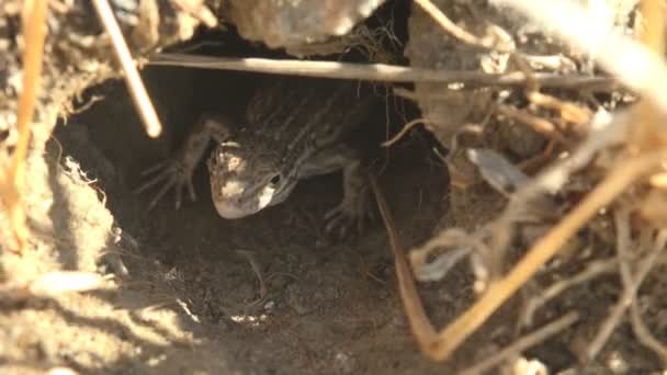 Lagarto Listrado Cinza Espreita Para Fora Buraco Dia Ensolarado Brilhante — Vídeo de Stock