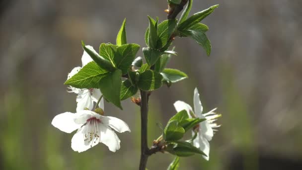 在乡村的花园里 春风吹拂着粉色芽的苹果树的白花摇曳着 农场的开花期 — 图库视频影像