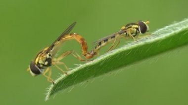 İki Hoverfly, Simosyrphus Grandicornis. Böceklerin ve çiftleşmenin kur yapma ritüelleri. Vahşi hayatta Macro böceğine bakın. Aşk