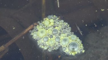 Yaz ormanında, bataklık suyunda hava kabarcıkları olan sarı köpük. Vahşi yaşam makro görüntüsü