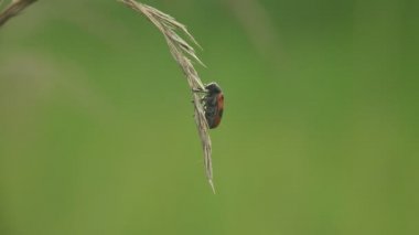 Clytra quadripunctata, Kriptocephalinae familyasından bir yaprak böceği türüdür. Yaygın adı dört benekli yaprak böceği. Vahşi yaşamın Macro görünümü