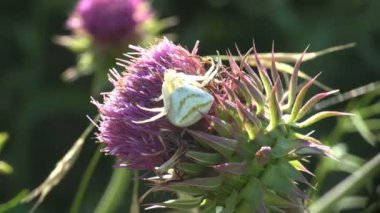Eşsiz, çok büyük yengeç örümceği, Misumena vatia, beyaz, pembe devedikeni çiçeğinin üzerinde oturuyor, Carduus crispus. Böceklere karşı saldırıya hazır olun. Vahşi yaşamdaki bitkilerin makro görünümü