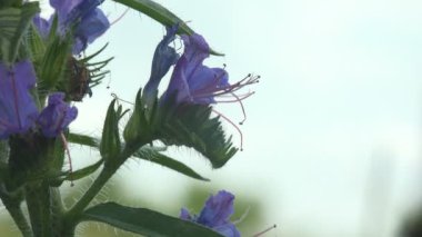 Crabronidae familyasından Sphecius Specosus, ağustos böceği katili veya ağustos böceği şahini familyasından büyük bir eşekarısı türüdür. Mavi tomurcuklu yabani çiçeklerin etrafında uçar