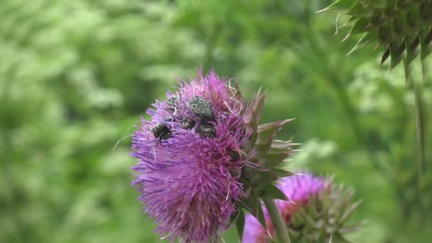 Crabronidae Familyasından Sphecius Specosus Ağustos Böceği Katili Veya Ağustos Böceği — Stok video