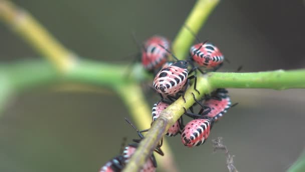 繁星褐斑臭虫Halyomorpha Halys 出生后粘在一朵野花上 昆虫在五棘纲中 从宏观上看野生动物 — 图库视频影像