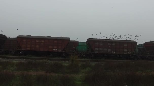 Großer Taubenschwarm Fliegt Über Güterzug Der Auf Bahngleisen Vor Hellem — Stockvideo