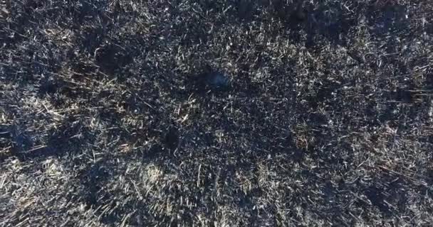 Αεροφωτογραφία Τοπίο Της Όχθης Του Ποταμού Μετά Από Μεγάλη Πυρκαγιά — Αρχείο Βίντεο