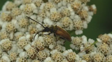 Oedemeridae familyası, kabarcık böcekleri olarak bilinen kozmopolit bir böcek grubudur ve beyaz kır çiçeğinin üzerinde otururlar. Vahşi yaşamın Macro görünümü