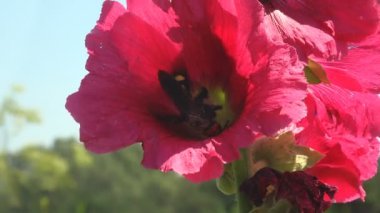 Güçlü rüzgar. Crabronidae familyasından Sphecius Specosus, Malva Moschata, Musk Mallow veya Musk-Mallow, Malvaceae familyasından bir kuş türü.