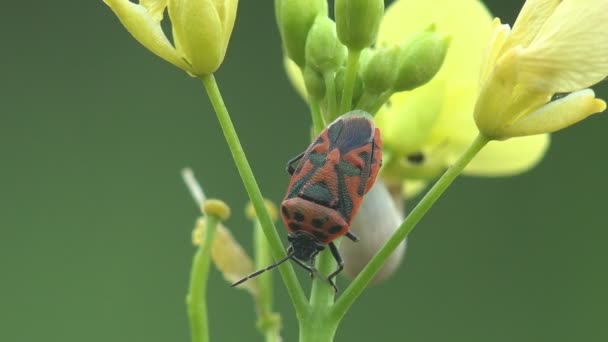 Firebug Pyrrocoris Apterus 家族の昆虫Pyrrocoridae 赤と黒の色 野生動物のマクロ昆虫を見る — ストック動画