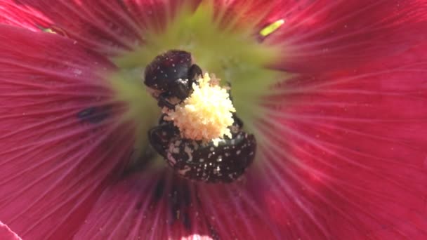 Insetti Parassiti Oxythyrea Scarafaggi Funesta Seduti Bocciolo Fiori Selvatici Malva — Video Stock