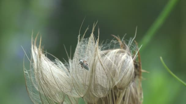 Horse Flie Een Vliegensoort Uit Familie Van Prachtvliegen Tabanidae Vrouwtjes — Stockvideo