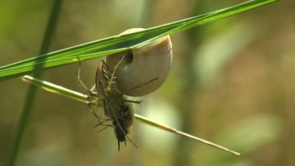 攻击并抓住虫子的蜘蛛正坐在青草蜗牛上 野生生物宏观视图 — 图库视频影像