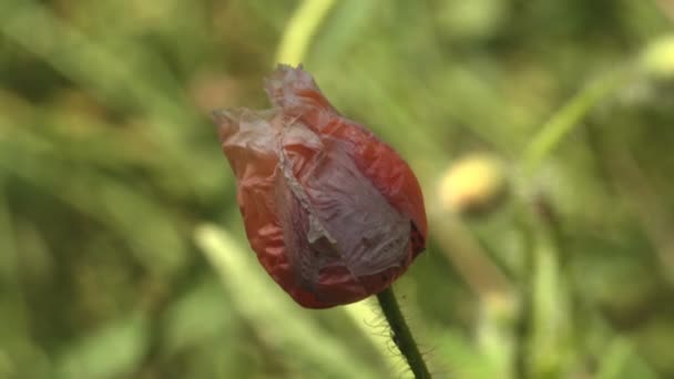 Αποξηραμένο Λουλούδι Παπαρούνας Άγριο Λουλούδι Φυτρώνει Στο Λιβάδι Ταλαντεύεται Στον — Αρχείο Βίντεο