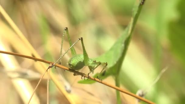 在草甸的夏季森林里 蚱蜢若隐若现地坐在一片绿叶上 审视野生生物中的宏观昆虫 — 图库视频影像