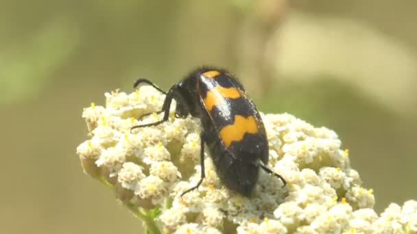 Mylabris Pustulata Een Keversoort Uit Familie Van Loopkevers Meloidae Volwassenen — Stockvideo