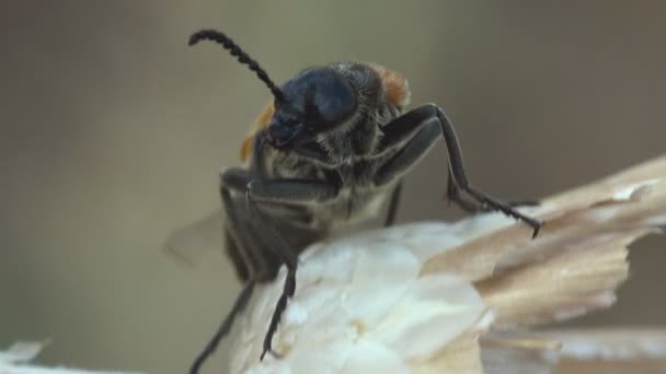 Oedemeridae 세계적으로 일광욕을 즐기는 딱정벌레의 일종으로 물풍뎅이이며 들꽃을 터뜨린다 매크로 — 비디오