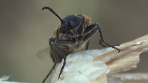 Rodina Oedemeridae Kosmopolitní Skupina Brouků Falešných Puchýřů Vyskakujících Bílých Divokých — Stock video