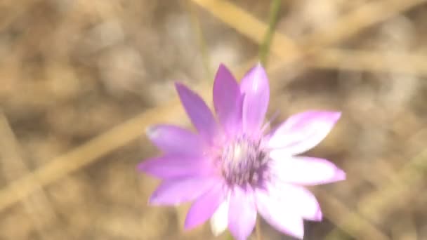 Flor Púrpura Balancea Fuerte Del Viento Medio Del Campo Salvaje — Vídeos de Stock