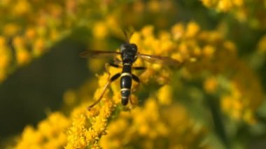 Platycheirus albimanus, uçan sineğin yaygın bir türüdür. Yabani tarlaların arasında sarı çiçekte oturan böcek. Makro görünüm