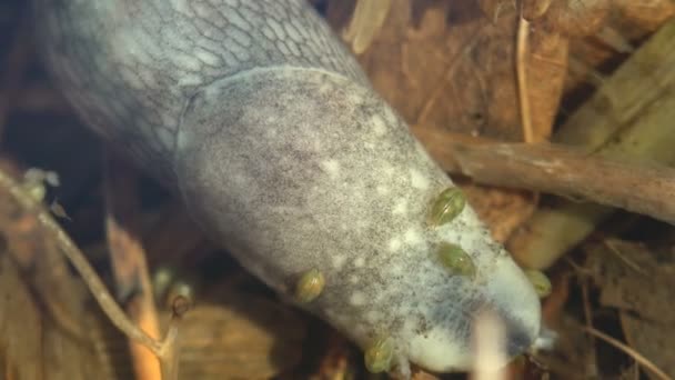 ナメクジは 森林湿地 ダフニアおよび他の小さな甲殻類が周りに浮かんでいる水の下に来た 野生生物の水中マクロを表示 — ストック動画