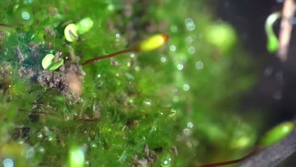 Aktivt Undervattensliv Träsk Gröna Alger Daphnia Magna Planktoniska Kräftdjur Och — Stockvideo