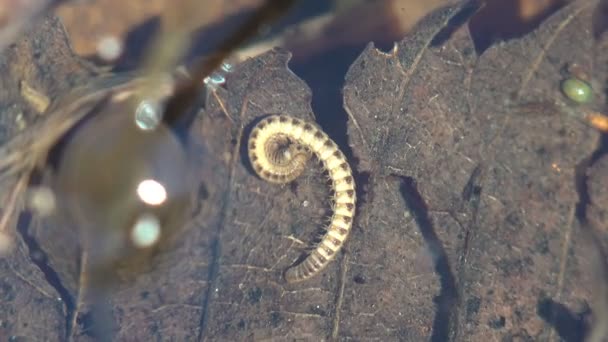 Millipiden Van Geleedpotigen Klasse Diplopoda Ongeluk Onder Water Geraakt Bekijk — Stockvideo