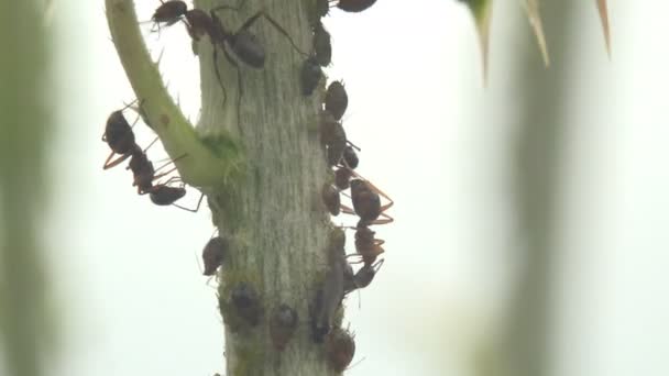 Ameisen Auf Grünen Zweigen Ernähren Sich Von Blattlauskolonien Makroinsekten Grüne — Stockvideo