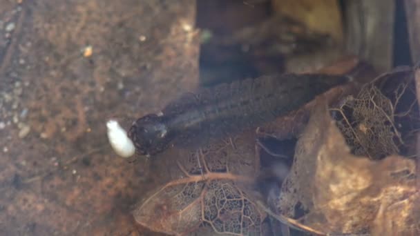 ニンフ トンボの幼虫は 森の沼の浅い水の中で腐った葉の間で顎の中で生きています 野生生物で水中を見る — ストック動画