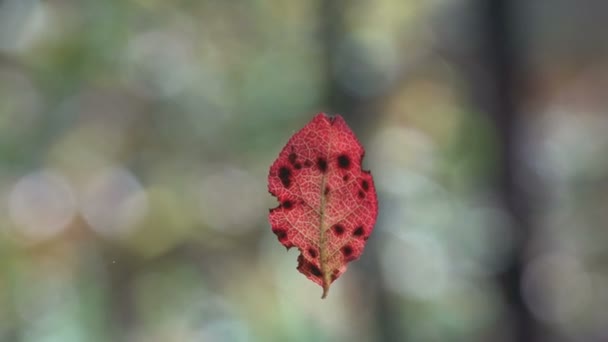 Red Sheet Black Dots Spins Web Light Autumn Wind Macro — Stock Video