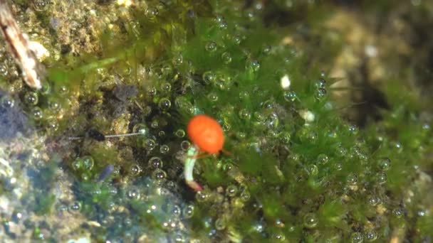 ヒドラクナ Hydrachna アジサイ科ヒドラクナ属のダニ属です 水中の赤いダニ 野生動物のマクロ昆虫を見る — ストック動画