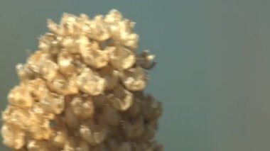 Kuru tohum tomurcuğu yaz rüzgarında çayırdaki yabani bitkilerin arasında sallanır. Vahşi doğadaki Macro bitkisi
