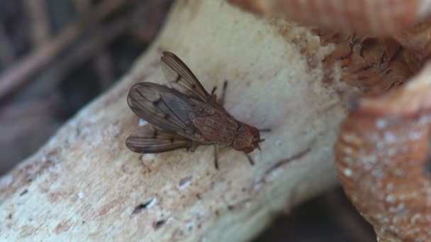 Fallskjermritualer Insekter Bevingede Hestefluer Sanne Fluer Familien Tabanidae Insektsrekkefølge Diptera – stockvideo