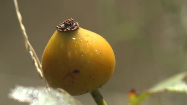 Droge Rode Roos Heupen Bessen Zwaaien Wind Tussen Herfstweide Rosa — Stockvideo